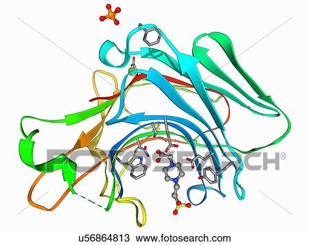 Beta glucanase enzyme molecule View Large Illustration Drawing - Beta glucanase enzyme molecule. Fotosearch
