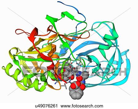 Beta secretase enzyme, molecular model View Large Illustration Clip Art - Beta secretase enzyme, molecular model. Fotosearch