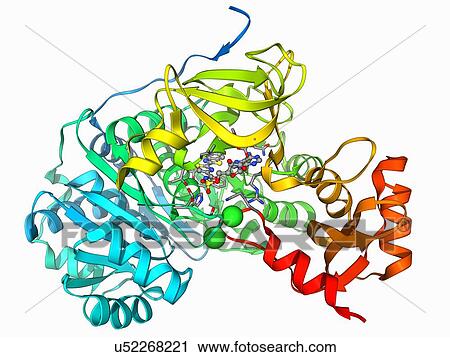 Clip Art - Bioluminescent enzyme molecule. Fotosearch