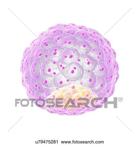 Blastocyst, artwork View Large Illustration Clip Art - Blastocyst, artwork. Fotosearch