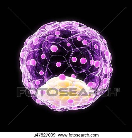 Stock Illustration - Blastocyst, artwork. Fotosearch