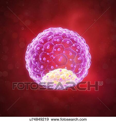Stock Illustration - Blastocyst, artwork. Fotosearch