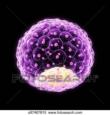 Stock Illustration - Blastocyst, artwork. Fotosearch