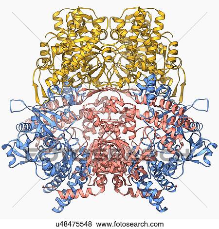 Stock Illustration - Bleomycin hydrolase molecule. Fotosearch
