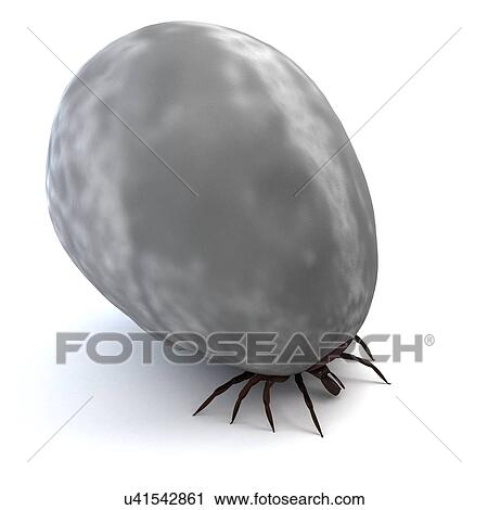 Clip Art - Blood-filled tick, artwork. Fotosearch