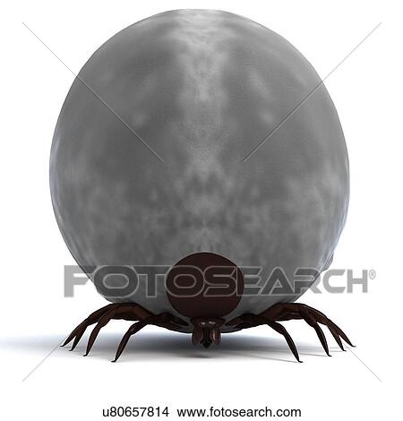 Blood-filled tick, artwork View Large Illustration Stock Illustration - Blood-filled tick, artwork. Fotosearch