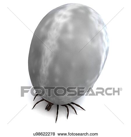 Blood-filled tick, artwork View Large Illustration Stock Illustration - Blood-filled tick, artwork. Fotosearch