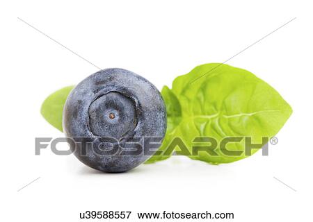 Blueberry and mint leaves View Large Illustration Stock Illustration - Blueberry and mint leaves. Fotosearch