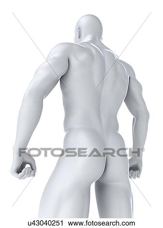 Bodybuilder, artwork View Large Illustration Clip Art - Bodybuilder, artwork. Fotosearch