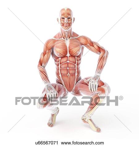 Clip Art - Bodybuilder, artwork. Fotosearch