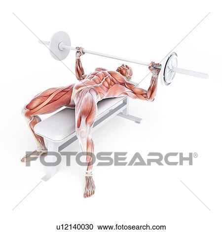 Clipart - Bodybuilder, artwork. Fotosearch