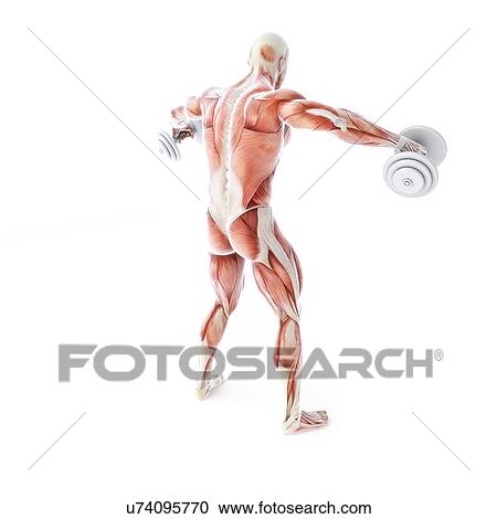 Bodybuilder, artwork View Large Illustration Clipart - Bodybuilder, artwork. Fotosearch