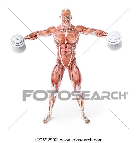 Drawing - Bodybuilder, artwork. Fotosearch