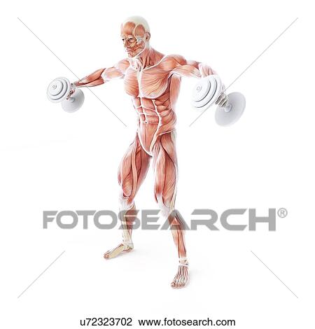 Drawing - Bodybuilder, artwork. Fotosearch