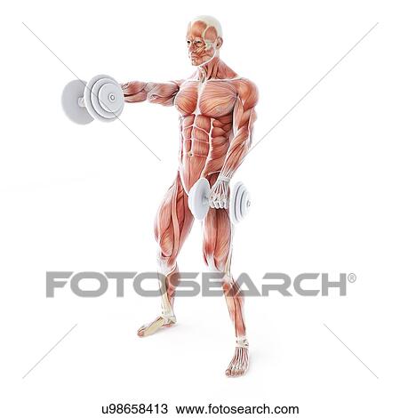 Drawing - Bodybuilder, artwork. Fotosearch