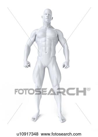 Bodybuilder, artwork View Large Illustration Stock Illustration - Bodybuilder, artwork. Fotosearch
