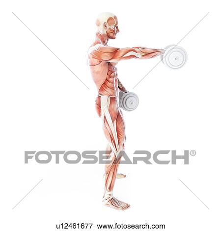 Stock Illustration - Bodybuilder, artwork. Fotosearch