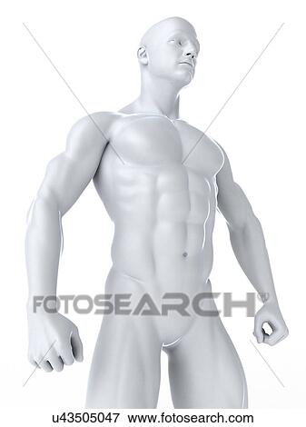 Stock Illustration - Bodybuilder, artwork. Fotosearch