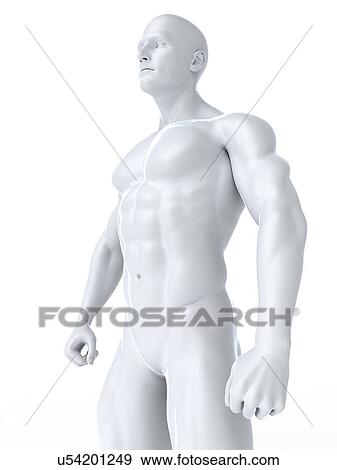 Bodybuilder, artwork View Large Illustration Stock Illustration - Bodybuilder, artwork. Fotosearch