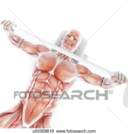 Stock Illustration - Bodybuilder, artwork. Fotosearch