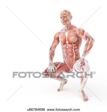Bodybuilder, artwork View Large Illustration Stock Illustration - Bodybuilder, artwork. Fotosearch