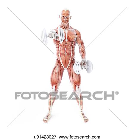 Bodybuilder, artwork View Large Illustration Stock Illustration - Bodybuilder, artwork. Fotosearch