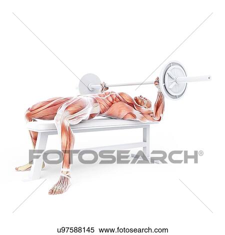 Bodybuilder, artwork View Large Illustration Stock Illustration - Bodybuilder, artwork. Fotosearch