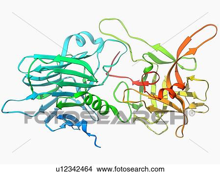 Botulinum type B neurotoxin View Large Illustration Stock Illustration - Botulinum type B neurotoxin. Fotosearch