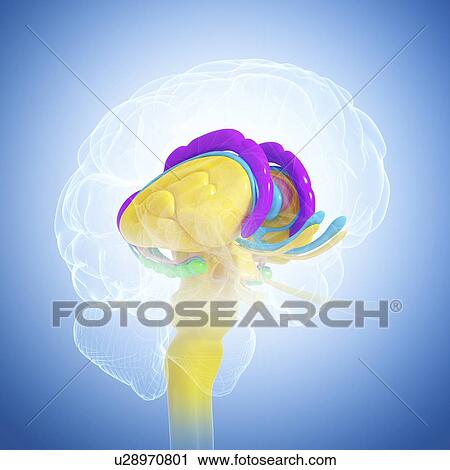 Clip Art - Brain anatomy, artwork. Fotosearch