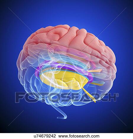 Drawing - Brain anatomy, artwork. Fotosearch