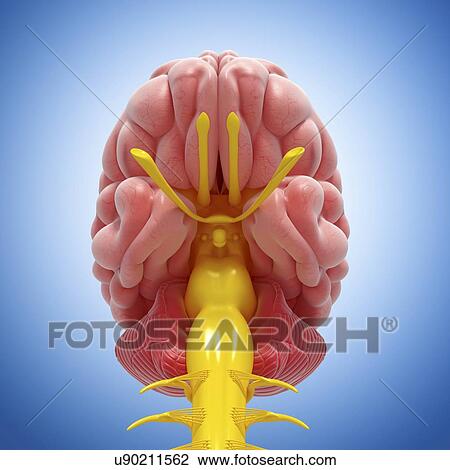 Drawing - Brain anatomy, artwork. Fotosearch