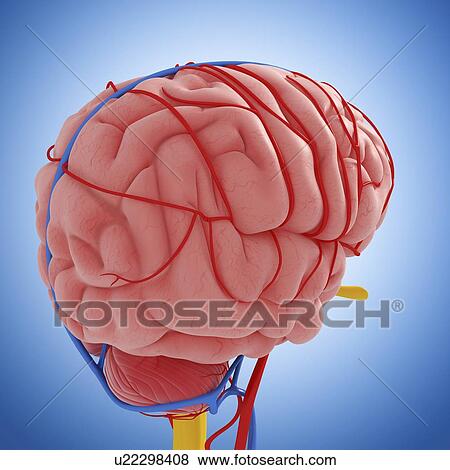 Stock Illustration - Brain anatomy, artwork. Fotosearch