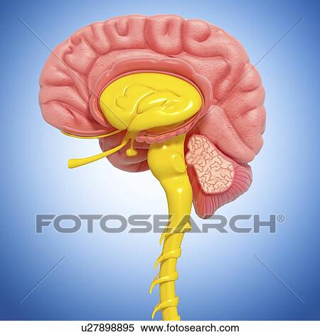 Brain anatomy, artwork View Large Illustration Stock Illustration - Brain anatomy, artwork. Fotosearch