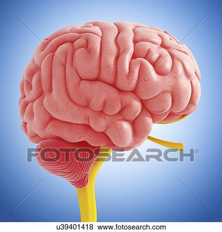 Stock Illustration - Brain anatomy, artwork. Fotosearch