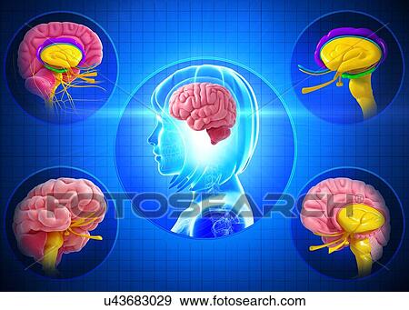 Stock Illustration - Brain anatomy, artwork. Fotosearch