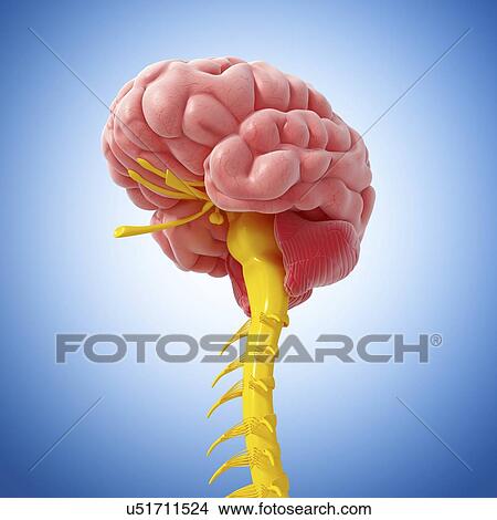 Brain anatomy, artwork View Large Illustration Stock Illustration - Brain anatomy, artwork. Fotosearch