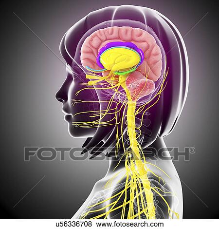 Brain anatomy, artwork View Large Illustration Stock Illustration - Brain anatomy, artwork. Fotosearch