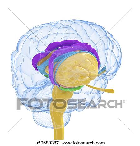 Stock Illustration - Brain anatomy, artwork. Fotosearch