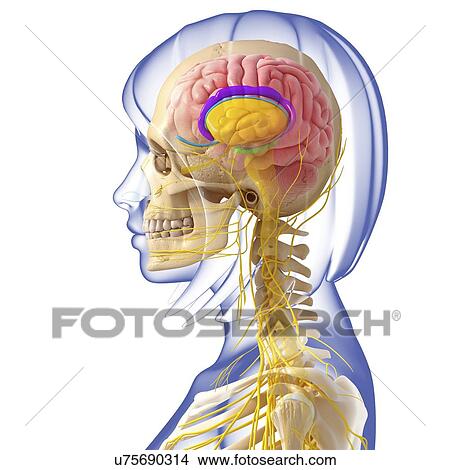 Brain anatomy, artwork View Large Illustration Stock Illustration - Brain anatomy, artwork. Fotosearch