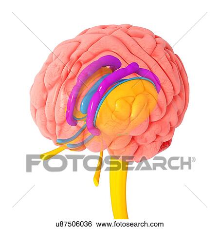 Stock Illustration - Brain anatomy, artwork. Fotosearch