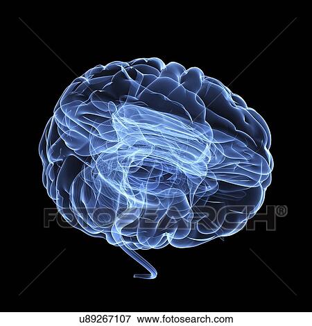 Stock Illustration - Brain anatomy, artwork. Fotosearch