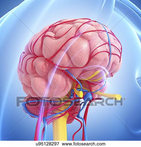 Stock Illustration - Brain anatomy, artwork. Fotosearch
