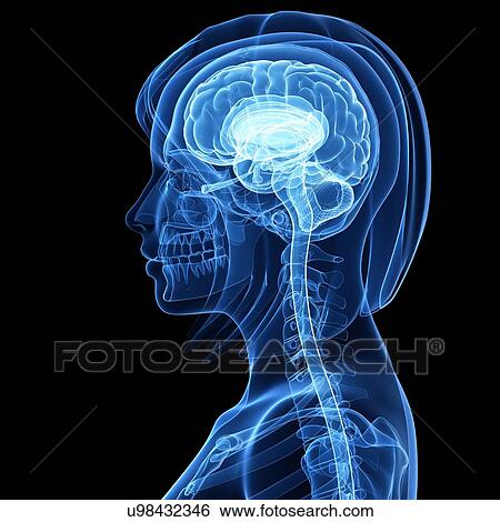 Brain anatomy, artwork View Large Illustration Stock Illustration - Brain anatomy, artwork. Fotosearch