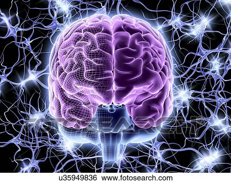 Stock Illustration - Brain and nerve cells, neural network. Fotosearch