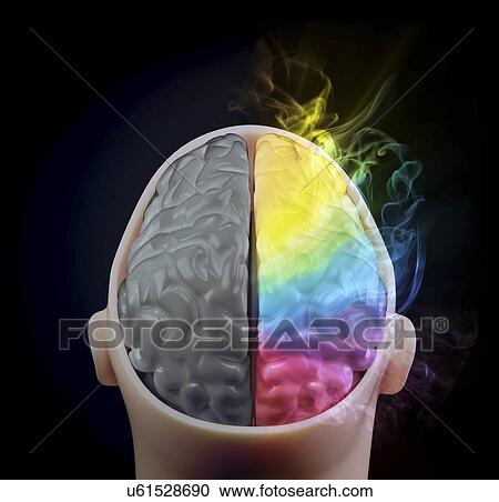 Brain hemispheres, artwork View Large Illustration Clipart - Brain hemispheres, artwork. Fotosearch