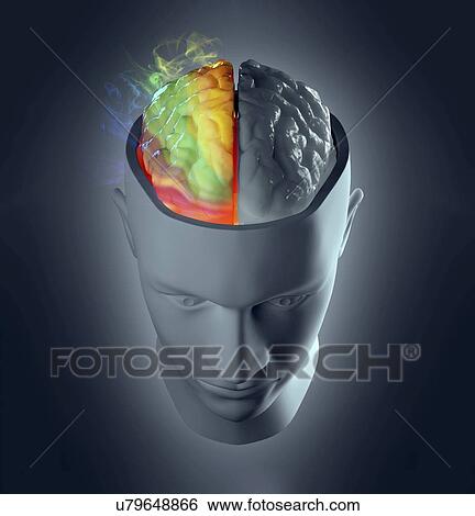 Brain hemispheres, artwork View Large Illustration Stock Illustration - Brain hemispheres, artwork. Fotosearch