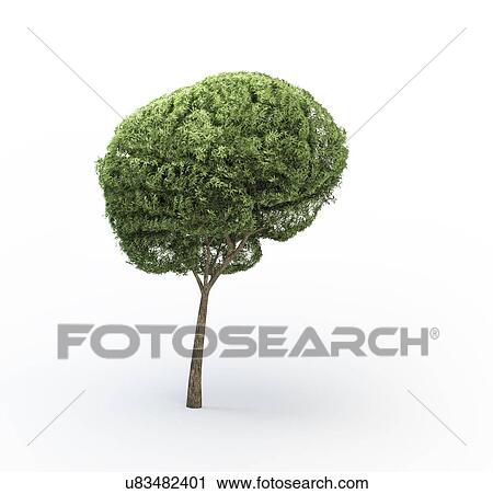 Brain-shaped tree, artwork View Large Illustration Clip Art - Brain-shaped tree, artwork. Fotosearch