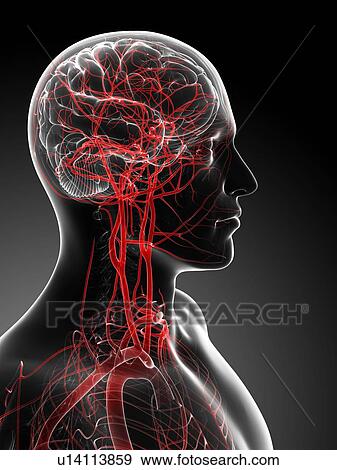 Brain's blood supply, artwork View Large Illustration Stock Illustration - Brain's blood supply, artwork. Fotosearch