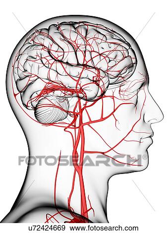 Brain's blood supply, artwork View Large Illustration Stock Illustration - Brain's blood supply, artwork. Fotosearch