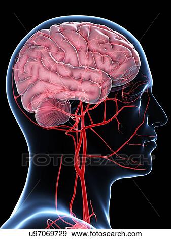 Stock Illustration - Brain's blood supply, artwork. Fotosearch